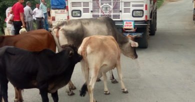 सनौरा में लावारिस पशु सड़कों पर-वाहन चालकों को हो रही परेशानी