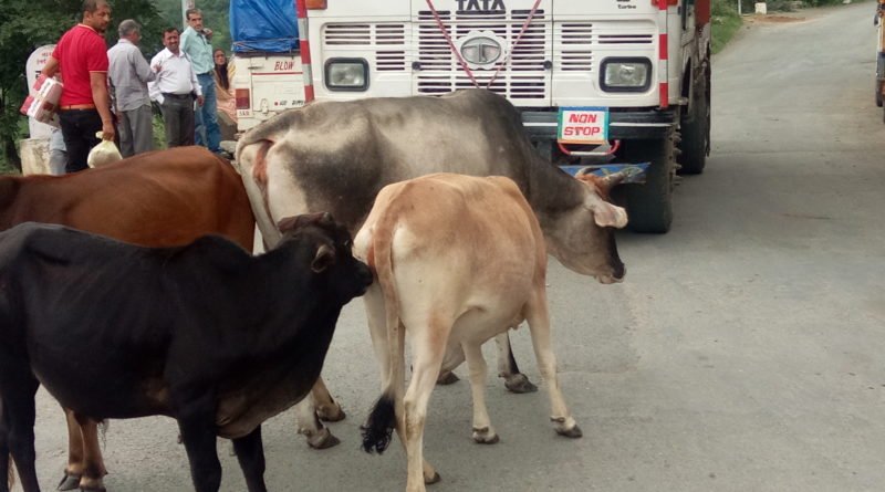 सनौरा में लावारिस पशु सड़कों पर-वाहन चालकों को हो रही परेशानी