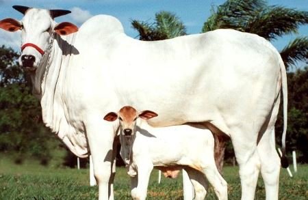 Covid-19: गाय का गोबर इस्तेमाल करने से दूर होता है कोरोना! जानें क्या कहते हैं डॉक्टर | Third Eye Today